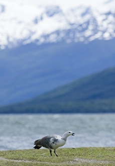 Upland Goose Choephaga picta male Tierra del Fuego Argentina November Upland Goose Choephaga picta male Tierra del Fuego Argentina November