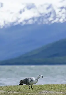 Wildfowl Prints: Upland Goose Choephaga picta male Tierra del Fuego Argentina November