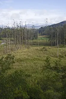 Landscape Prints: Valley in Western Highlands near Mt Hagen Papua New Guinea