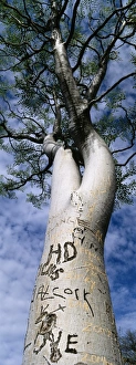 Tree Prints: Vandalised Moringa tree, Etosha, Namibia