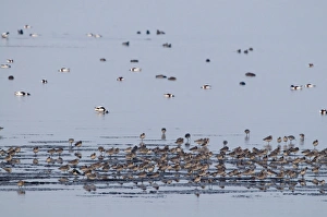 Various waders and wildfowl incl Bar-tailed Godwits on The Wash at Snettisham RSPB Various waders and wildfowl incl Bar-tailed Godwits on The Wash at Snettisham RSPB