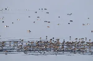 Waders Prints: Various waders and wildfowl incl Bar-tailed Godwits on The Wash at Snettisham RSPB