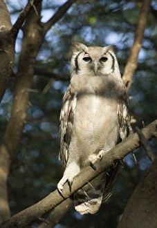 East Africa Prints: Verreauxs Eagle Owl Bubo lacteus Kenya