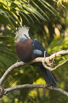 Prints of Victoria crowned Pigeon Goura victoria captive Images Dated 2009 April: Victoria crowned Pigeon Goura victoria captive