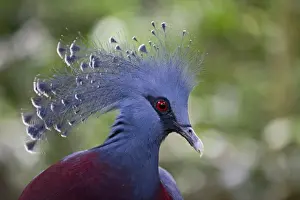 Papua New Guinea Prints: Victoria Crowned Pigeon, Goura victoria New Guinea