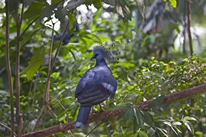 Victoria Crowned Pigeon, Goura victoria New Guinea