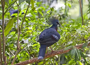 Victoria Crowned Pigeon, Goura victoria New Guinea