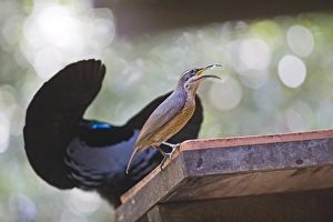 Victoria Riflebird male displaying to female at bird table at Cassowary House Queensland Victoria Riflebird male displaying to female at bird table at Cassowary House Queensland