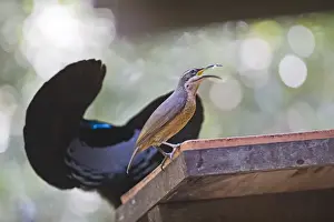 Display Prints: Victoria Riflebird male displaying to female at bird table at Cassowary House Queensland