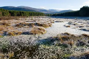 Mountains Prints: View of Cairngorm Mountains from Uath Lochans on frosty morning in winter Cairngorm
