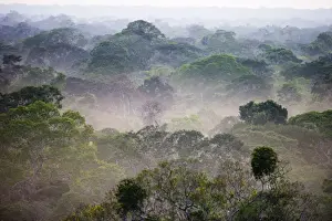 View across canopy of Amazonian rainforest at dawn Tambopata Peru