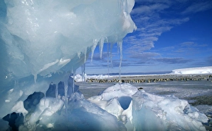 View through an icy pressure ridge of Emperor Penguin colony on Weddell Sea (Dawson View through an icy pressure ridge of Emperor Penguin colony on Weddell Sea (Dawson