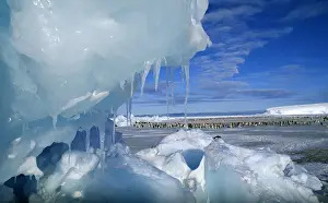 Colony Prints: View through an icy pressure ridge of Emperor Penguin colony on Weddell Sea (Dawson