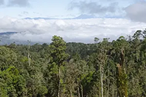 Trees Prints: View of rainforest from Highlands Highway close to Tari Gap Tari Papua New Guinea