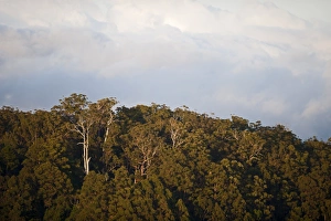 Trees Prints: View of rainforest at Lamington NP Queensland Australia