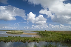 View across scrape from Bishop Hide at Cley NWT reserve North Norfolk View across scrape from Bishop Hide at Cley NWT reserve North Norfolk