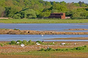 View across Scrape from East Hide (North Hide in background) Minsmere May View across Scrape from East Hide (North Hide in background) Minsmere May