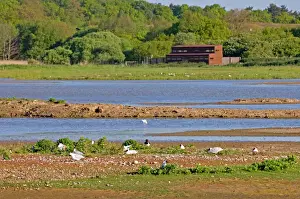Rspb Reserve Prints: View across Scrape from East Hide (North Hide in background) Minsmere May