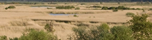 Minsmere Prints: View from Whin Hill Minsmere May