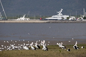 Views from Cairns Esplanade of various birds including Australian Pelicans Cairns Views from Cairns Esplanade of various birds including Australian Pelicans Cairns
