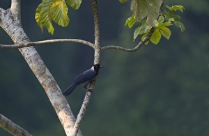 Violaceous Jay Cyanocorax violaceus Tambopata Peru