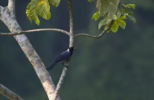 Neotropical Prints: Violaceous Jay Cyanocorax violaceus Tambopata Peru