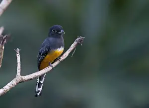 Violaceous Trogon Trogon violaceus La Selva Costa Rica