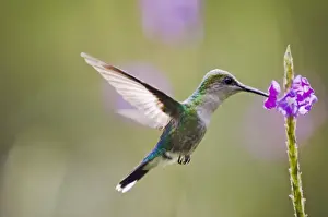 Central America Prints: Violet-crowned Woodnymph (Thalurania colombica venusta) female El Valle Panama
