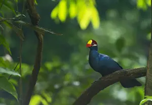 Prints of Violet Turaco Musophaga violacea Gambia West Africa Images Dated 2011 November: Violet Turaco Musophaga violacea Gambia West Africa
