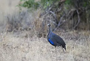 Kenya Prints: Vulturine Guineafowl Acryllium vulturinum Samburu Kenya