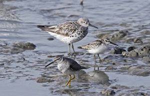 Waders on Cairns Esplanade incl Great Knot, Broad-billed Sandpiper and Grey-tailed Waders on Cairns Esplanade incl Great Knot, Broad-billed Sandpiper and Grey-tailed