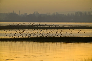 Waders (dunlin) arriving at high tide roost Langstone Harbour (RSPB Reserve) Hampshire Waders (dunlin) arriving at high tide roost Langstone Harbour (RSPB Reserve) Hampshire