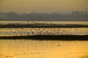 Waders Prints: Waders (dunlin) arriving at high tide roost Langstone Harbour (RSPB Reserve) Hampshire