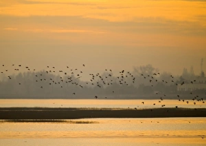 Waders (dunlin) over Langstone Harbour (RSPB Reserve) Hampshire winter