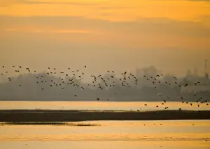Waders (dunlin) over Langstone Harbour (RSPB Reserve) Hampshire, winter