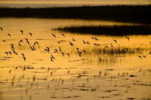 Waders Prints: Waders (dunlin) over Langstone Harbour (RSPB Reserve) Hampshire winter