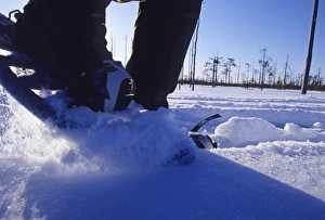 Walking in snow shoes through snow in Finnish Lapland winter Walking in snow shoes through snow in Finnish Lapland winter