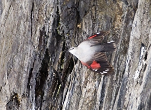 Wallcreeper Tichodroma muraria female Great Caucasus Georgia April Wallcreeper Tichodroma muraria female Great Caucasus Georgia April
