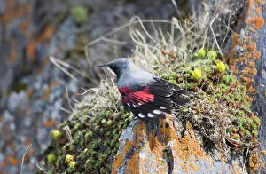 Wallcreeper Tichodroma muraria male in breeding plumage Great Caucasus Georgia April Wallcreeper Tichodroma muraria male in breeding plumage Great Caucasus Georgia April