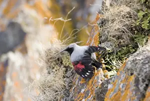 Wallcreeper Tichodroma muraria male Great Caucasus Georgia April
