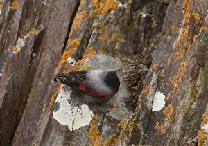 Wallcreeper Tichodroma muraria male Great Caucasus Georgia April