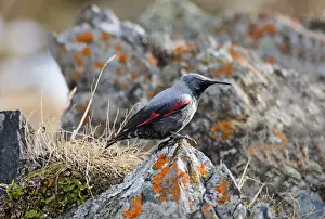 Bird Prints: Wallcreeper Tichodroma muraria male Great Caucasus Georgia April