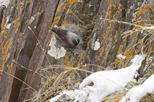 Wallcreeper Tichodroma muraria male Great Caucasus Georgia April