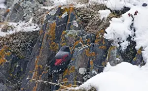 Wallcreeper Tichodroma muraria male Great Caucasus Georgia April