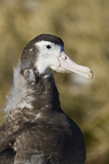 Wandering Albatross Diomedea exulans 10 month old chck on Prion Island in Bay of Wandering Albatross Diomedea exulans 10 month old chck on Prion Island in Bay of