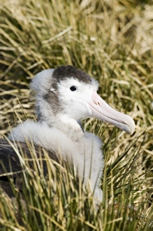 Wandering Albatross Diomedea exulans Southern Ocean nr South Georgia November