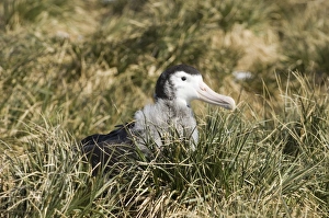 Wandering Albatross Diomedea exulans Southern Ocean nr South Georgia November