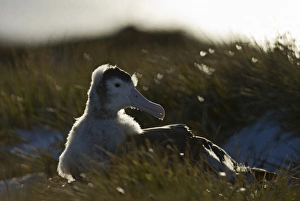 Wandering Albatross Diomedea exulans 10 month old chck on Prion Island in Bay of
