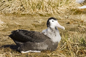 Wandering Albatross Diomedea exulans 10 month old chck on Prion Island in Bay of