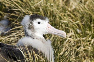 Wandering Albatross Diomedea exulans Southern Ocean nr South Georgia November